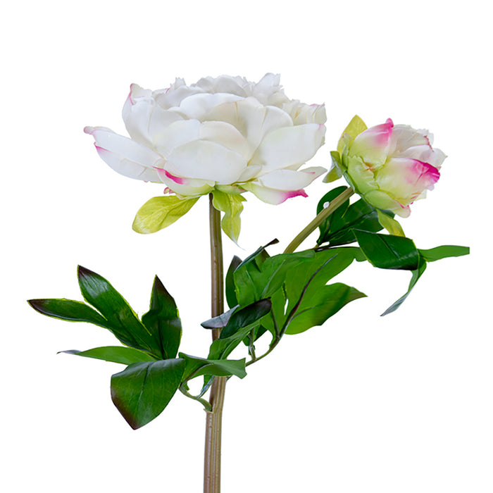 Peony Stem Fresh Touch