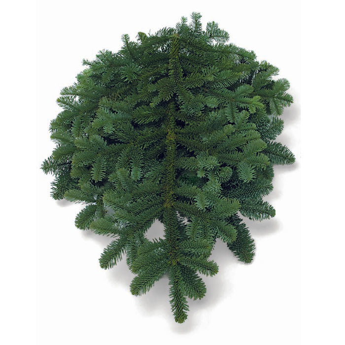 25lb Noble Fir Tip Case