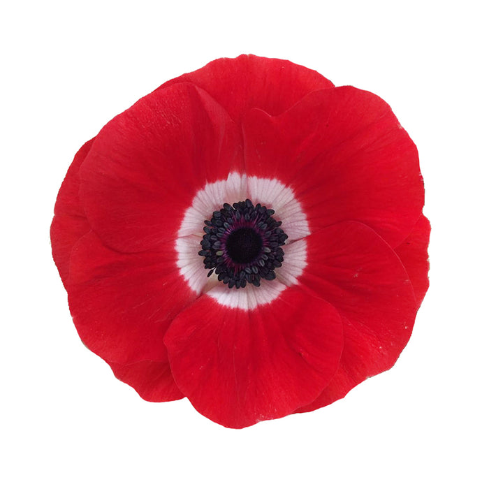 Anemone