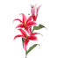 Imperial Lily X 2 34.5 In Rubrum