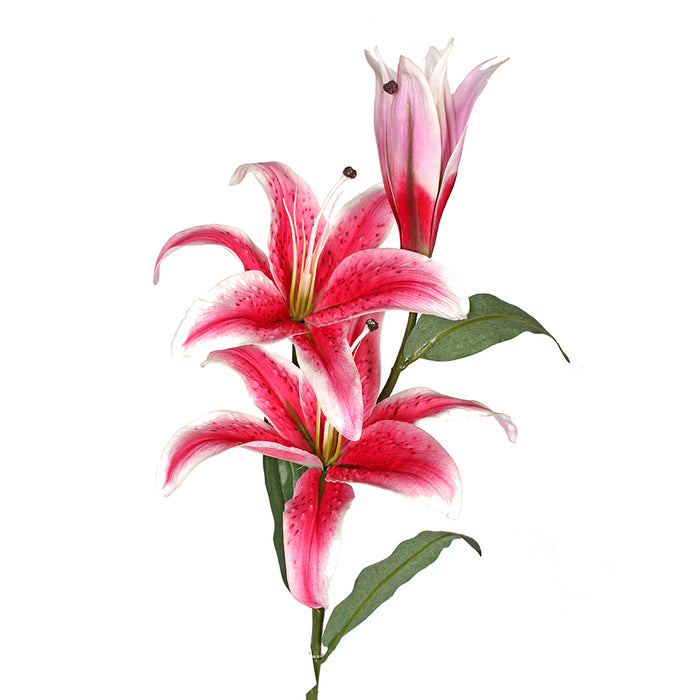 Imperial Lily X 2 34.5 In Rubrum
