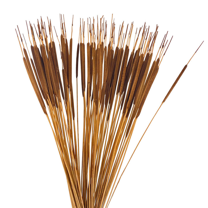 Pencil Cattails - Dark