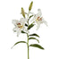 37.5" Lily  Rubrum - White