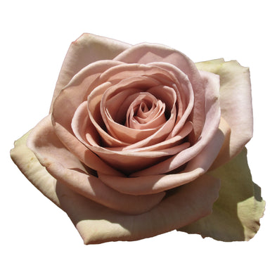 Rose 60cm Amnesia