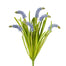 Hyacinth Bush - Blue