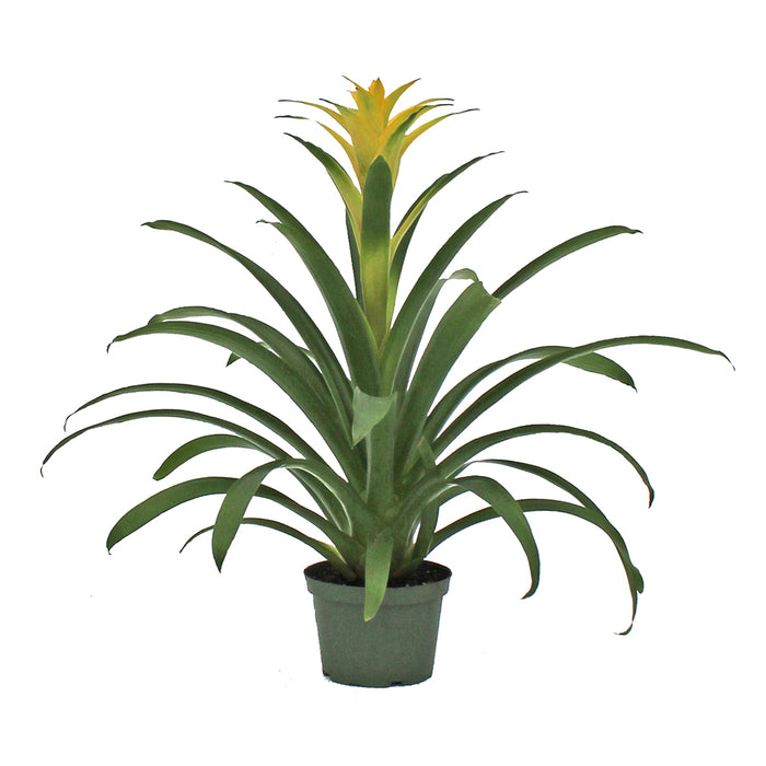 Bromeliad Plant