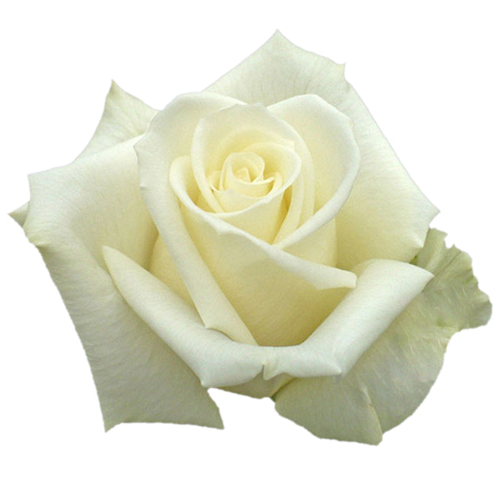 White Roses