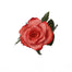 Coral Roses