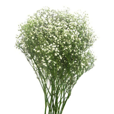 Gypsophila