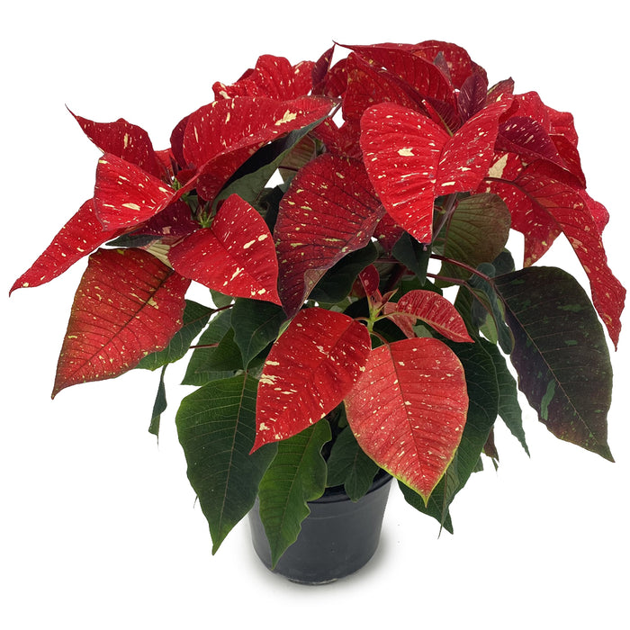 Poinsettia