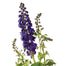 Larkspur