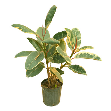 10" Ficus Bush Variegated