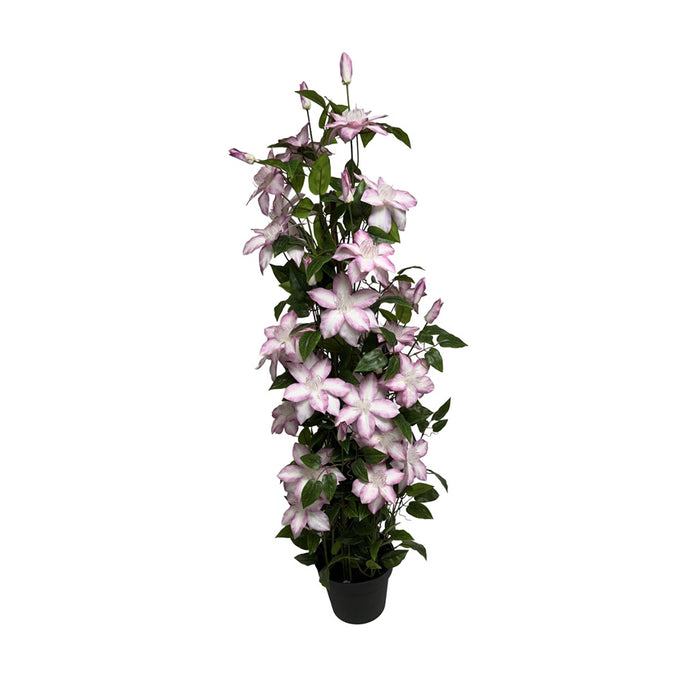 51 in Polyester Clematis Plant in Black Plastic Pot - Cream w/Purple Edge