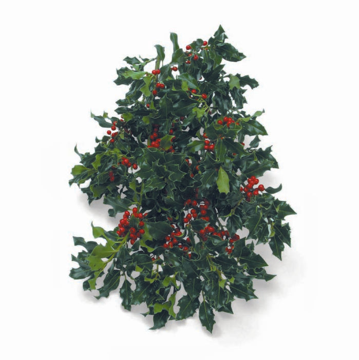 10lb Green English Holly