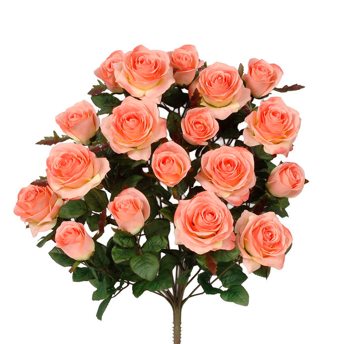 Grandiflora Rose Bush