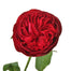 David Austin Garden Rose Tess