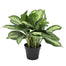 Aglaonema