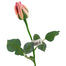 22 1/2 in Single Princess Mary Rose Bud