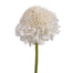 Scabiosa