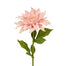 Dahlia Stem