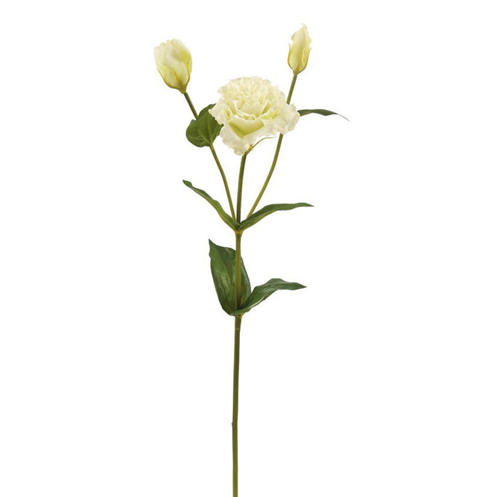 Lisianthus - White