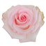 Rose 50cm Novia