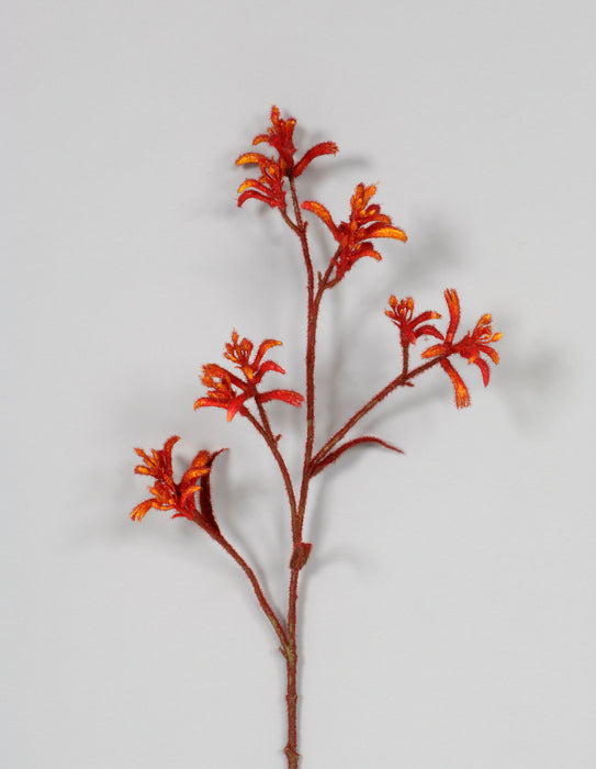 Kangaroo Paw Orange/Gold