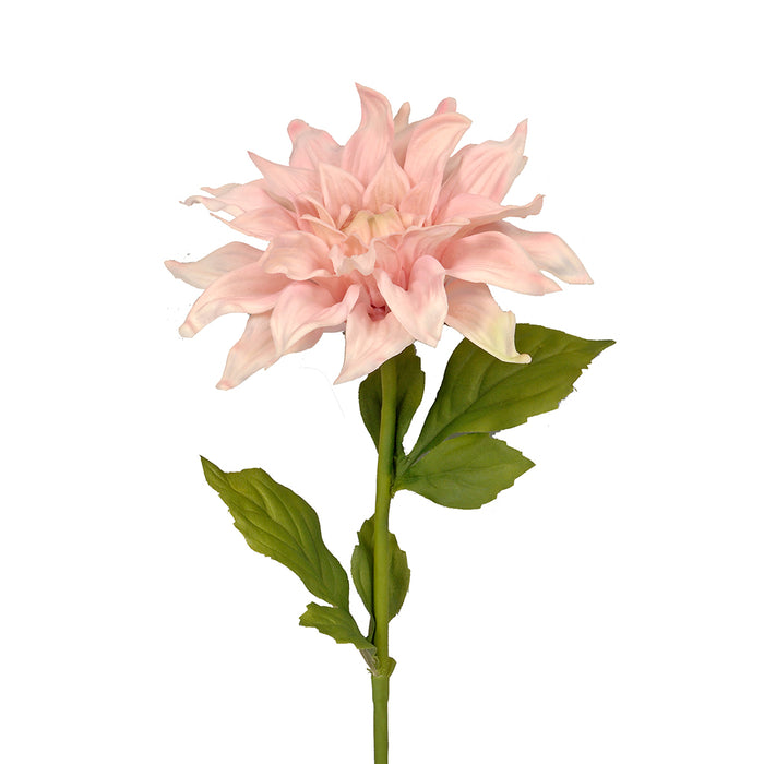 Dahlia Stem