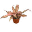 2 In Cryptanthus
