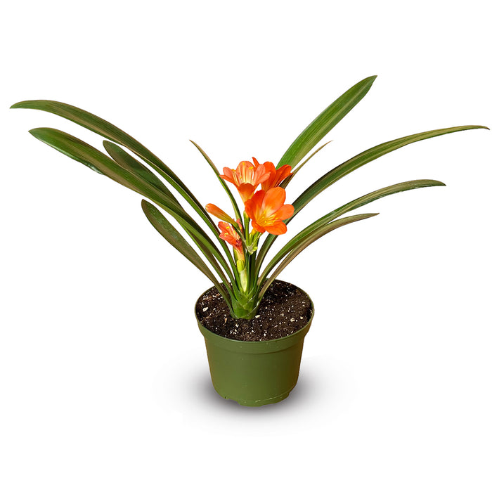 6 in Clivia