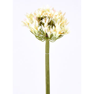 Agapanthus Stem - White