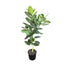 10 in Ficus Audrey Standard