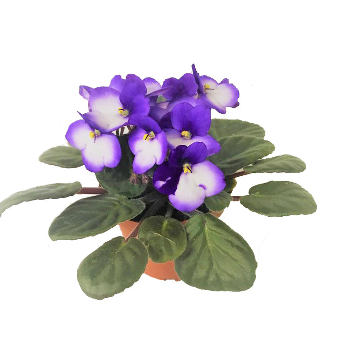 Violet Plant