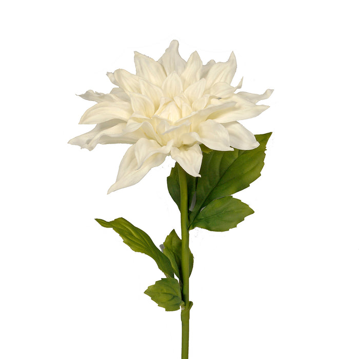 Dahlia Stem