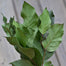 Preserved Salal