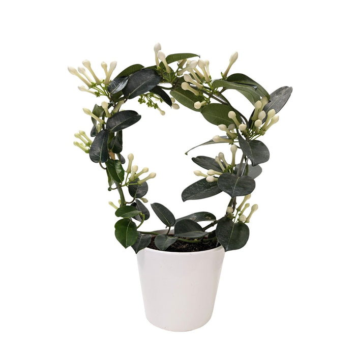 5 in Stephanotis On Hoop