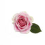 Novelty Roses