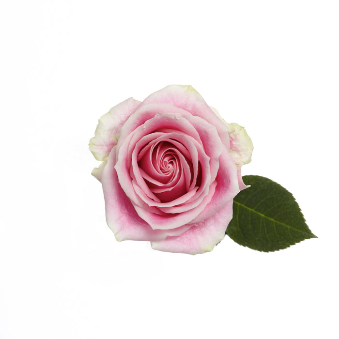 Novelty Roses