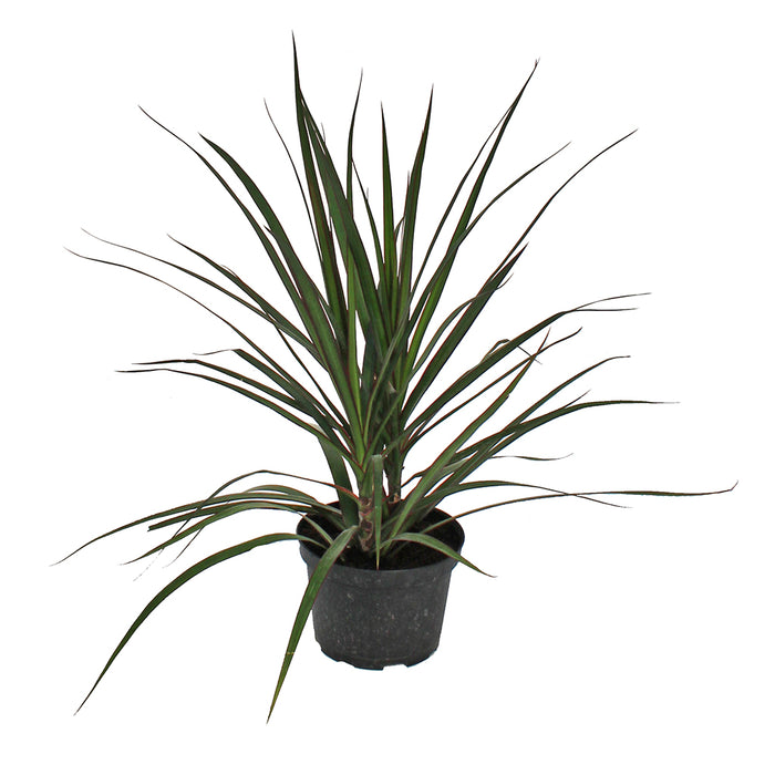 Dracaena Marginata