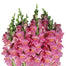 Snapdragons