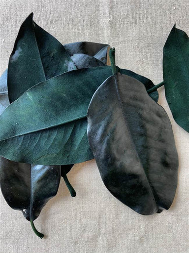 Magnolia Leaves Bulk