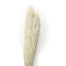 Bleached Mini Pampas