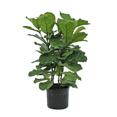 Fiddleleaf Fig Bush