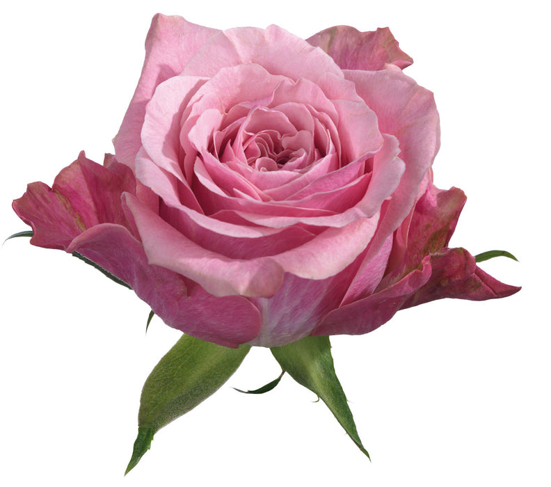 Rose Pink Art Deco 50cm