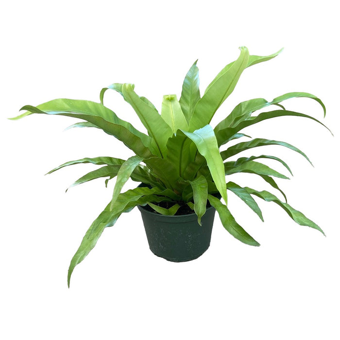 6 in Bird's Nest Fern