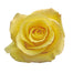 Yellow Roses
