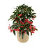 6 in Ardisia Plant