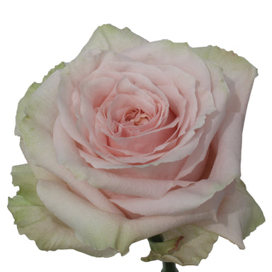 Rose 50cm Shimmer