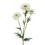 28" Scabiosa Spray - White