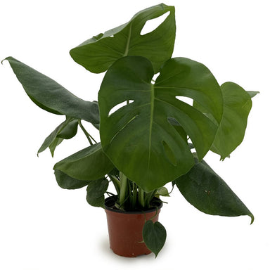 Monstera Delicosa-Splitleaf